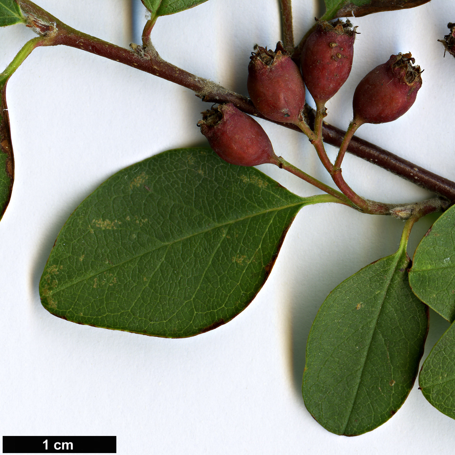 High resolution image: Family: Rosaceae - Genus: Cotoneaster - Taxon: persicus